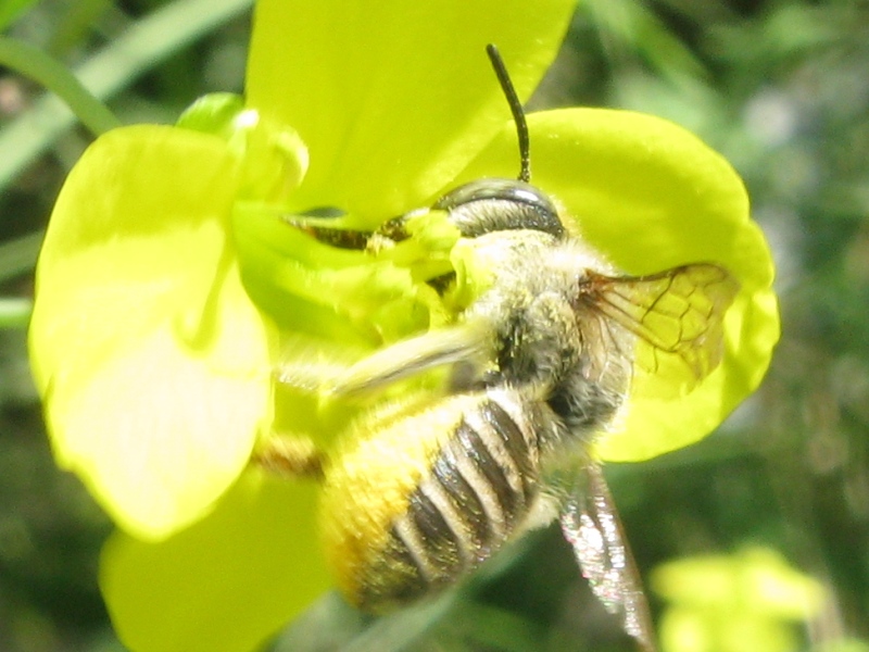 femmina di Megachile sp.